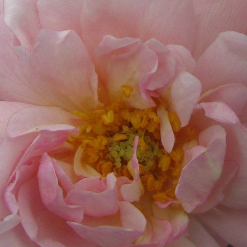 Růže eshop - Růžová - Parkové růže - diskrétní - Rosa  Cornelia - Rev. Joseph Hardwick Pemberton - Můžeme ji sázet i do polostínu. Můžeme z ní vypěstovat větší keř.